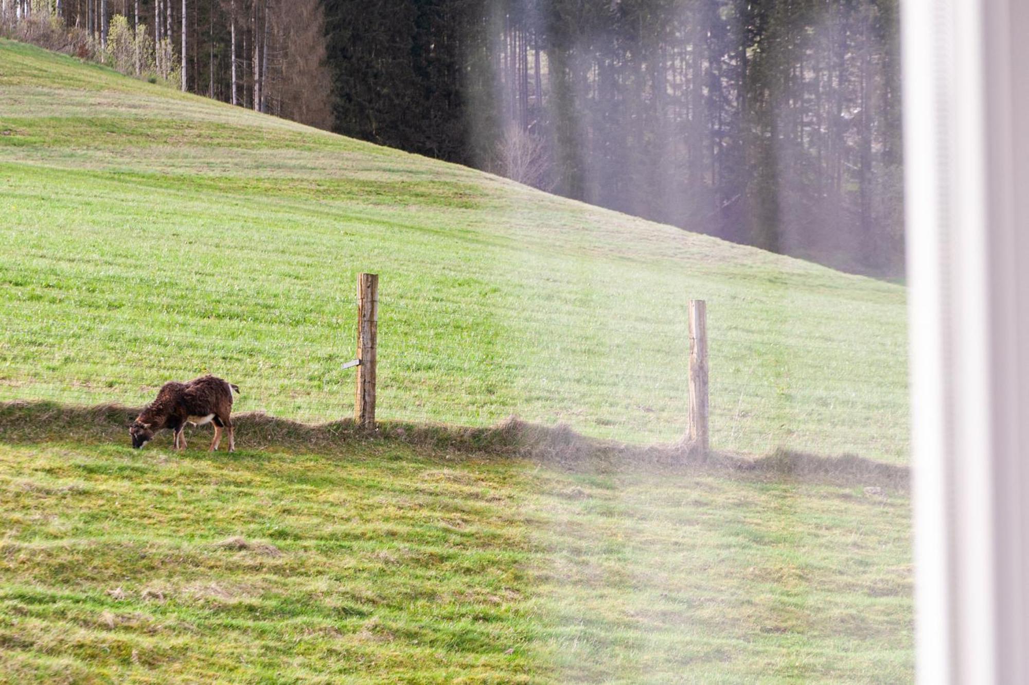 Forellenhof Wald- Und Wiesenquartier Bad Berleburg Dış mekan fotoğraf